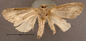 Media type: image;   Entomology 622630 Aspect: habitus ventral view